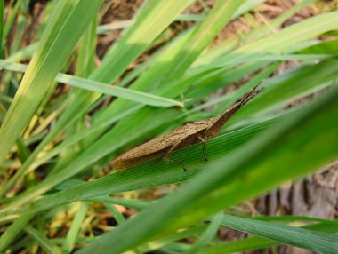 Bahçede yeşil yaprak