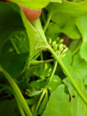 yeşil yapraklar, bitkiler ve yapraklar