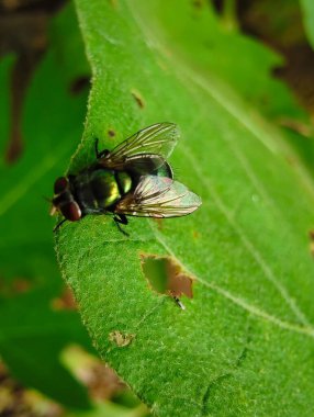 Yaprağın üzerinde yeşil sinek