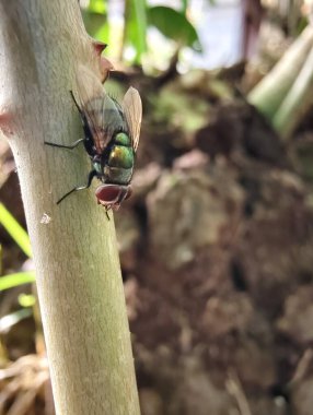 Ağaçtaki yeşil yapraklar