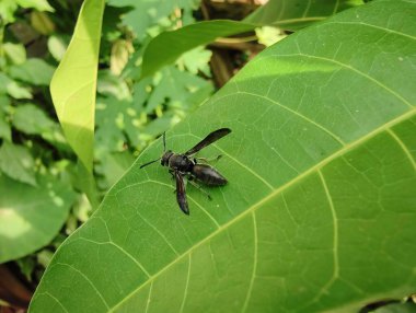 Vahşi doğada böceğe yakın.