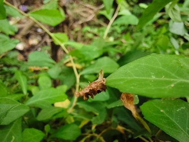 yeşil yapraklar, bitkiler ve yapraklar