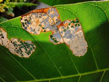 Beyaz arkaplanı olan güzel yeşil bir yaprağın yakın plan çekimi.
