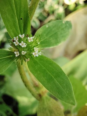 Bahçede yeşil yapraklar