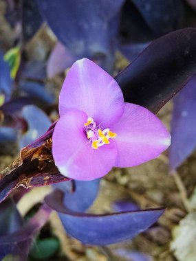 Bahçede mor çiçek