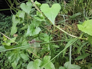 Bahçede yeşil yapraklar