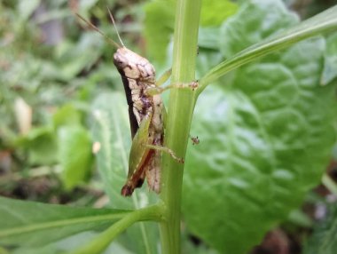 Yaprağın üzerindeki çekirgeye yaklaş.