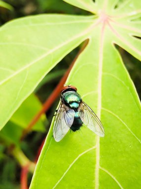 Bir daldaki yeşil yaprağın yakın plan çekimi.