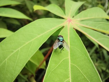 Güzel botanik fotoğrafı, doğal duvar kağıdı.