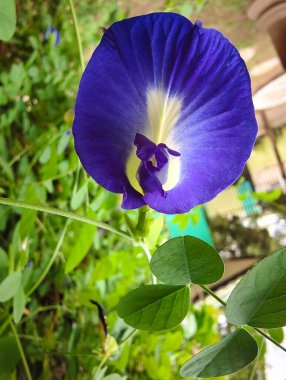 Bahçedeki güzel çiçek, doğa arka planı.