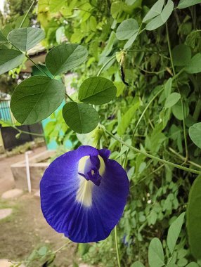 Güzel botanik fotoğrafı, doğal duvar kağıdı.