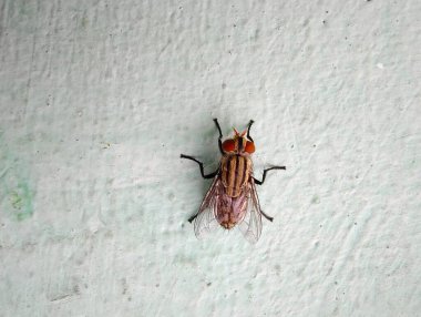 Beyaz arka plandaki bir arının yakın plan çekimi.