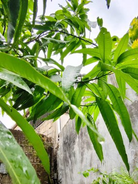 yeşil yapraklar, bitki örtüsü ve doğa