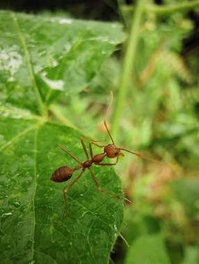 Bahçede yeşil yaprak