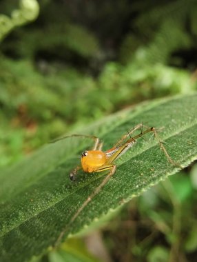 Yaprağın üzerindeki örümceğe yaklaş