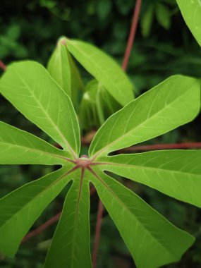 Bahçede yeşil yapraklar
