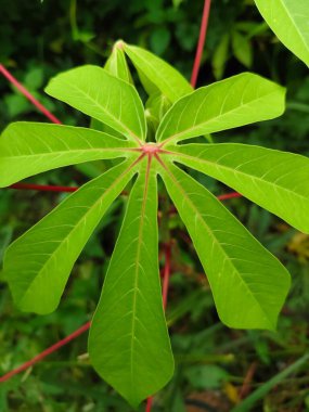 Bahçede yeşil yaprak