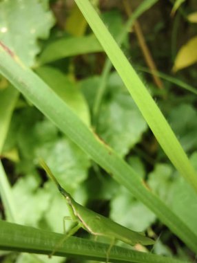 yeşil yapraklar, bitki ve hayvan