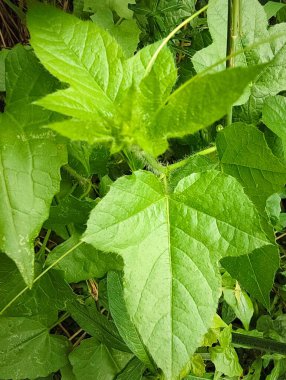 Bahçedeki yeşil bitki