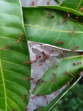 Ağaçtaki örümcek