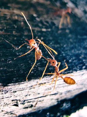 Kırmızı ve beyaz karıncalara yaklaş