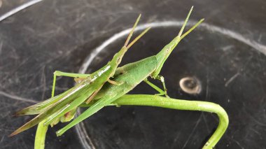 Yaprağın üzerinde yeşil bir çekirgenin yakın plan çekimi.