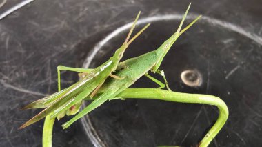 Yeşil yaprak, doğa bitki örtüsü, bitki örtüsü.