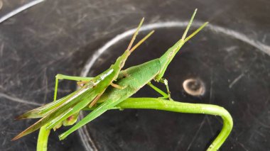 Beyaz arkaplanda yeşil çekirge