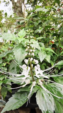 Güzel botanik fotoğrafı, doğal duvar kağıdı.