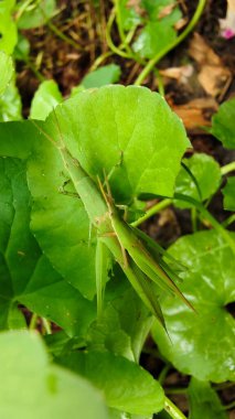 Yeşil yapraklı çekirge.