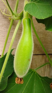 bir bitkinin yeşil yaprakları