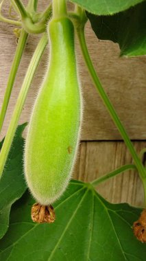 Bahçede yetişen yeşil salatalık