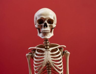 kafatası kırmızı arkaplanda izole edildi