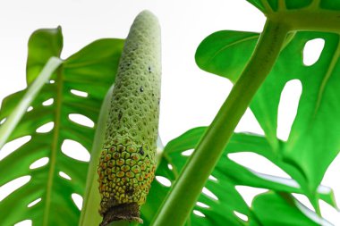 Monstera deliciosa meyvesi tropikal bir meyvedir.