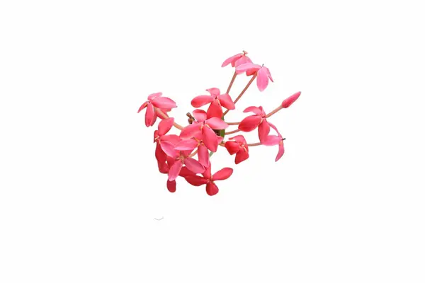 Pembe çiçek Çin ixora 'sından