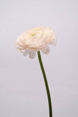 Düğünçiçeği pembe ranunculus pudralı çiçek beyaz gri arkaplan çiçeği yakın plan makro fotoğraf