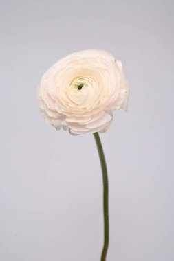 Düğünçiçeği pembe ranunculus pudralı çiçek beyaz gri arkaplan çiçeği yakın plan makro fotoğraf