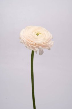 Düğünçiçeği pembe ranunculus pudralı çiçek beyaz gri arkaplan çiçeği yakın plan makro fotoğraf