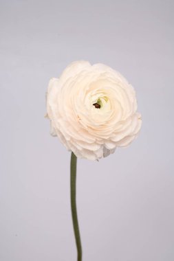 Düğünçiçeği pembe ranunculus pudralı çiçek beyaz gri arkaplan çiçeği yakın plan makro fotoğraf
