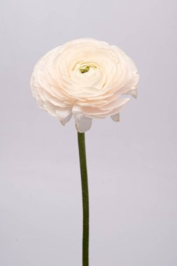 Düğünçiçeği pembe ranunculus pudralı çiçek beyaz gri arkaplan çiçeği yakın plan makro fotoğraf