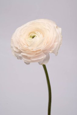 Düğünçiçeği pembe ranunculus pudralı çiçek beyaz gri arkaplan çiçeği yakın plan makro fotoğraf