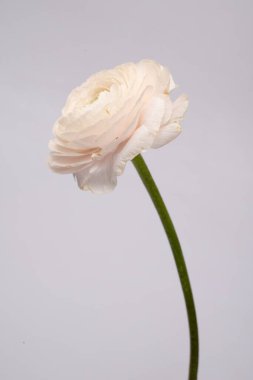 Düğünçiçeği pembe ranunculus pudralı çiçek beyaz gri arkaplan çiçeği yakın plan makro fotoğraf