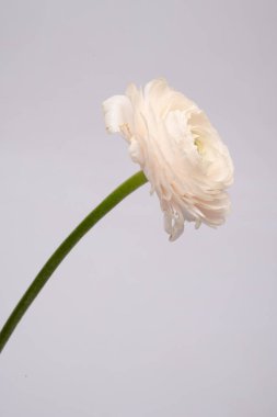 Düğünçiçeği pembe ranunculus pudralı çiçek beyaz gri arkaplan çiçeği yakın plan makro fotoğraf