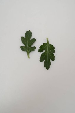 Kasımpatı çiçeği ve yapraklar beyaz açık gri arka plan makro fotoğraf yakın plan