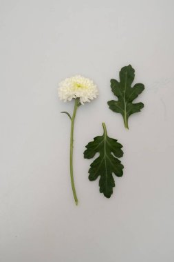 Kasımpatı çiçeği ve yapraklar beyaz açık gri arka plan makro fotoğraf yakın plan
