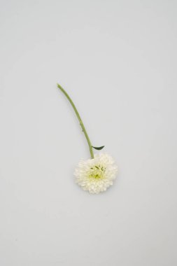 Kasımpatı çiçeği ve yapraklar beyaz açık gri arka plan makro fotoğraf yakın plan