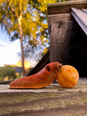 Portakal meyvesiyle beslenen bir sümüklü böcek ahşap yüzey yakın çekim fotoğraf makrosu manzarasında