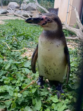 Çimlerin üzerinde duran sevimli bir penguen. Yakın plan fotoğraf.