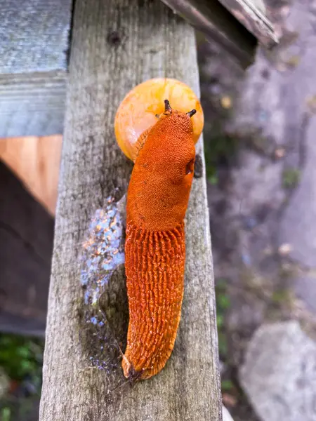 Portakal meyvesiyle beslenen bir sümüklü böcek ahşap yüzey yakın çekim fotoğraf makrosu manzarasında