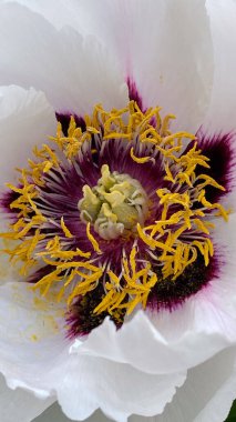 Mor ve sarı aksanlı güzel beyaz şakayık çiçeğinin yakın çekimi doğanın güzelliğini yakın çekim makro görüntüsü